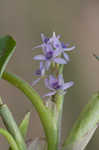 Bouquet mudplantain